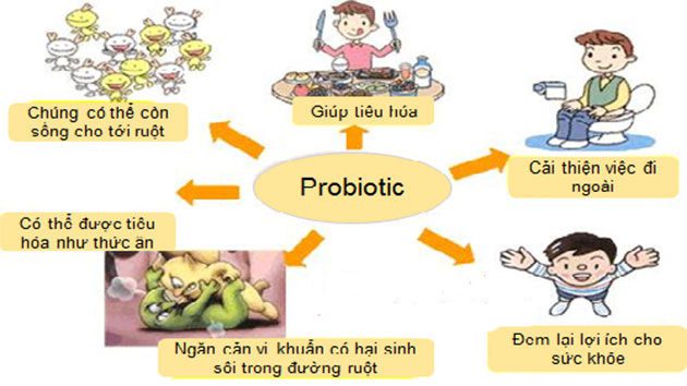Probiotic mang lại nhiều lợi ích cho hệ tiêu hóa
